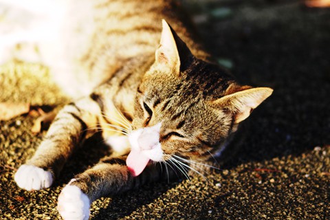 _MG_6910_DxO02_FP_FP02