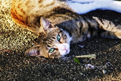 _MG_6931_DxO02_FP_FP02